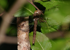 Neurocordulia molesta