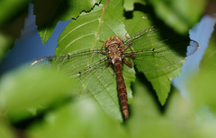 Neurocordulia molesta