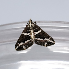 Electrophaes niveonotata