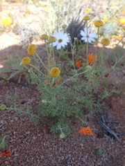 Oncosiphon grandiflorus