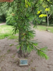 Cedrus libani