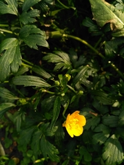 Ranunculus