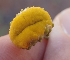 Oncosiphon grandiflorus