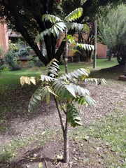 Juglans neotropica