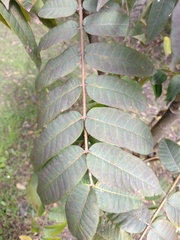Juglans neotropica