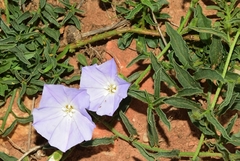 Convolvulus valentinus