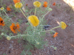 Oncosiphon grandiflorus