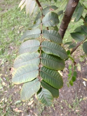 Juglans neotropica