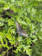Papilio maackii