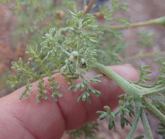 Oncosiphon grandiflorus