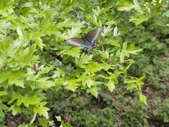 Papilio maackii