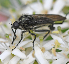 Empis ciliata