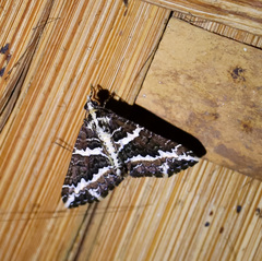 Electrophaes niveonotata