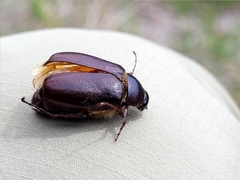 Phyllophaga drakii