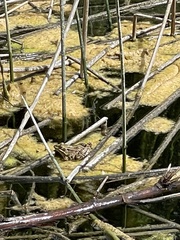 Pelophylax perezi