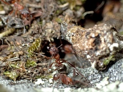 Formica sanguinea