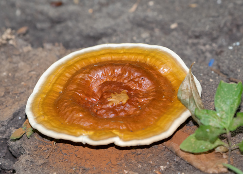 Lingzhi (reishi)