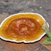 Ganoderma sichuanense - Photo (c) Tracey Fandre, alguns direitos reservados (CC BY-NC-ND), uploaded by Tracey Fandre