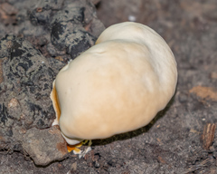 Ganoderma sichuanense