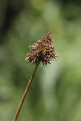Carex densa