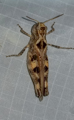 Encoptolophus costalis