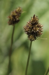 Carex densa