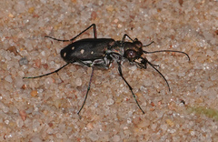 Cicindela ocellata rectilatera