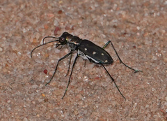 Cicindela ocellata rectilatera