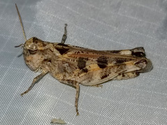 Encoptolophus costalis