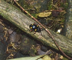 Eumorphus quadriguttatus pulchripes