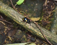 Eumorphus quadriguttatus pulchripes