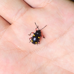 Eumorphus quadriguttatus pulchripes