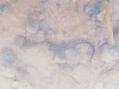 Anguilla rostrata