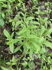 Myosotis sparsiflora