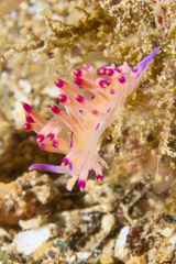 Coryphellina lotos