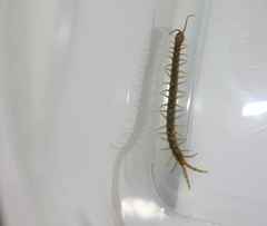 Scolopendra canidens