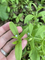 Myosotis sparsiflora
