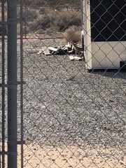 Vulpes macrotis macrotis