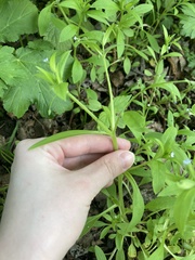 Myosotis sparsiflora