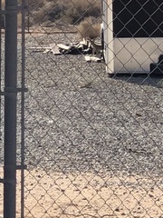 Vulpes macrotis macrotis