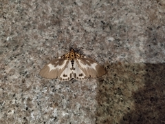 Asota tortuosa