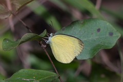 Eurema laeta