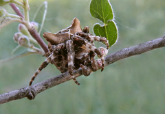 Araneus grossus