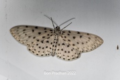 Percnia