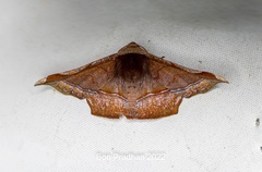 Fascellina porphyreofusa