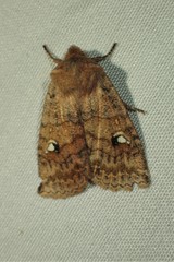 Eupsilia tristigmata