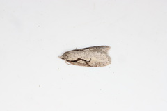 Semioscopis packardella