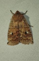 Eupsilia tristigmata