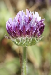 Trifolium grayi