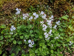 Trigonotis formosana elevatovenosa